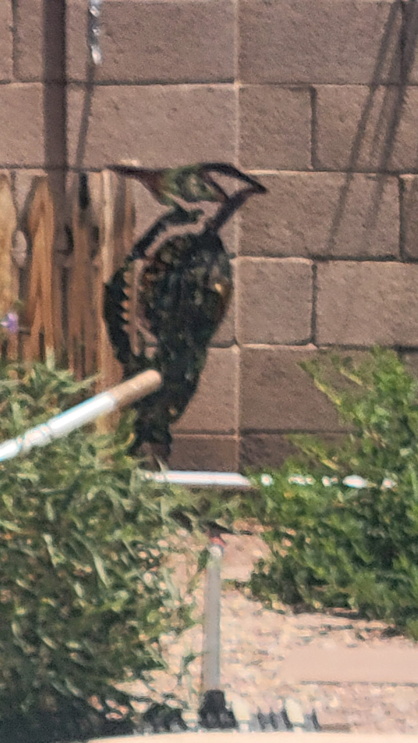 Large Woodpecker